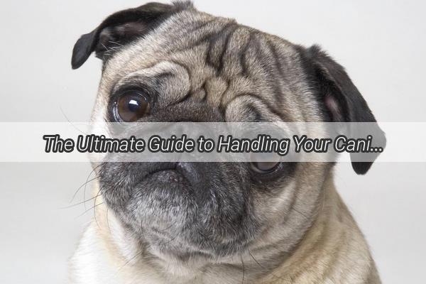 The Ultimate Guide to Handling Your Canine Companions Behavior What Every Dog Owner Must Know